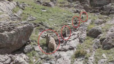 Yunus AKGÜL/ERZURUM, – ERZURUM’un Tortum ilçesinde bozayı ve 3 yavrusu