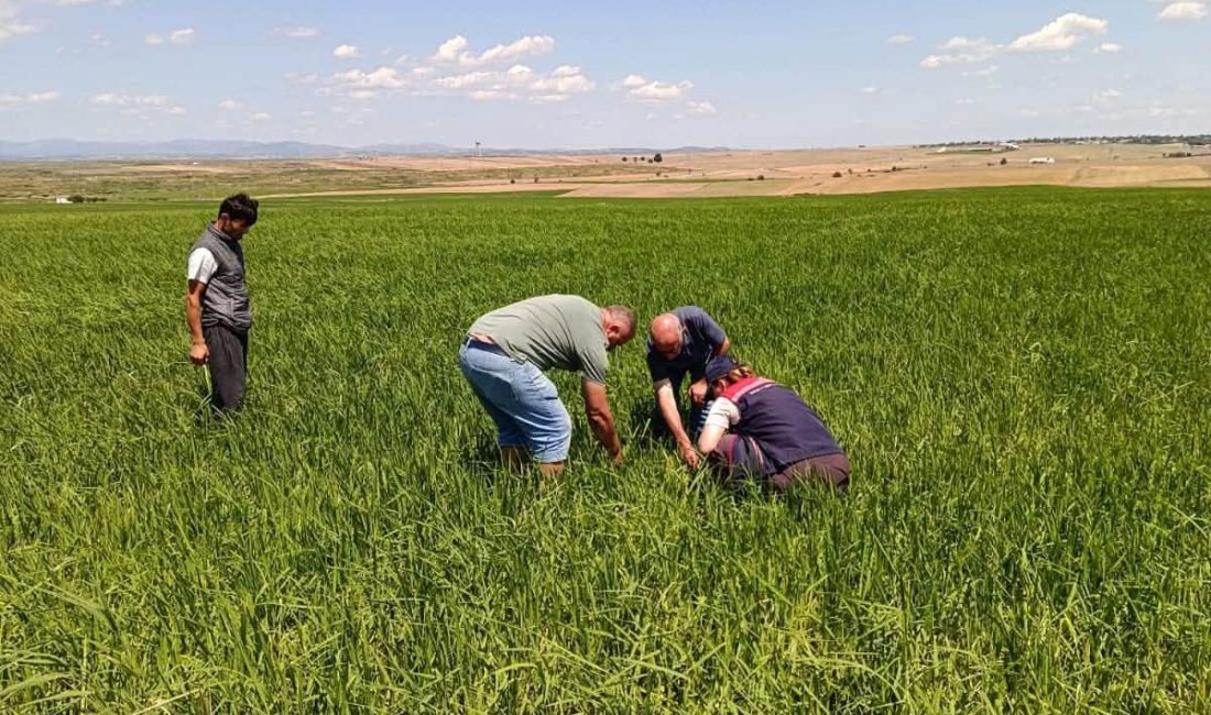 Ünsal YÜCEL/ İPSALA(Edirne), – EDİRNE’nin İpsala ilçesinde dün etkili olan