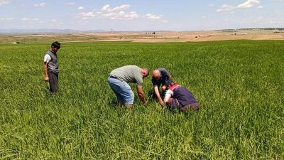Ünsal YÜCEL/ İPSALA(Edirne), – EDİRNE’nin İpsala ilçesinde dün etkili olan
