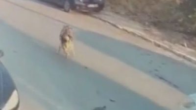 Uğur Samet AVCI/İSTANBUL, – SİLİVRİ’de sokak köpeklerinin üzerine aracını süren