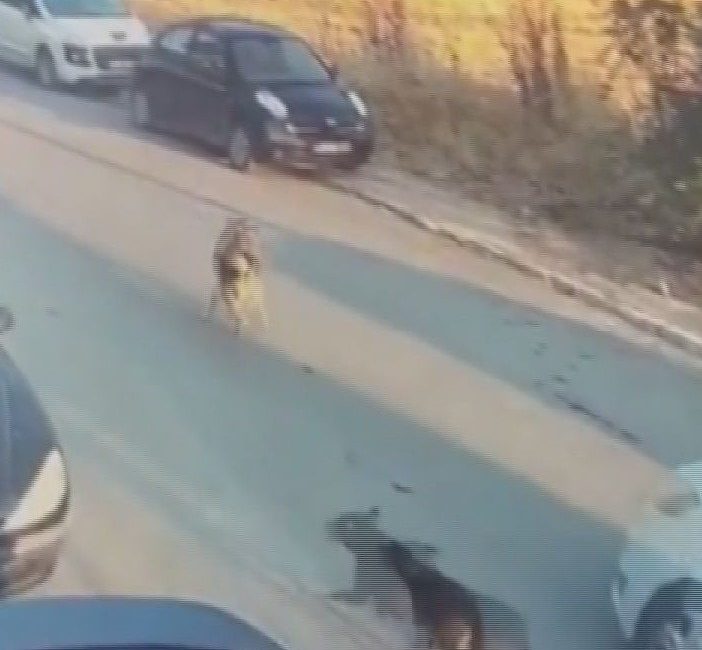 Uğur Samet AVCI/İSTANBUL, – SİLİVRİ’de sokak köpeklerinin üzerine aracını süren