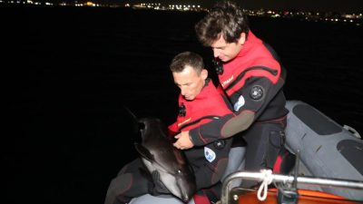 İSTANBUL, -HALİÇ boyunca yüzdükten sonra Alibey Deresi’ne sürüklenen yavru yunus,