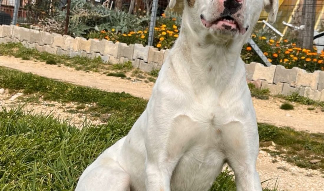 Ünsal YÜCEL/KEŞAN (Edirne), – EDİRNE’nin Keşan ilçesinde yazlıkçılar tarafından sokakta