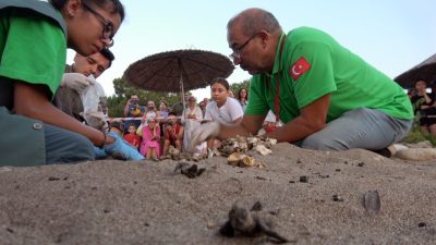 Levent YENİGÜN/KEMER (Antalya), – ANTALYA’nın Kemer ilçesinde üreme dönemi başlayan