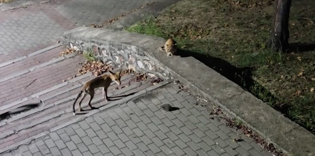 Memet Can YEŞİLBAŞ/ BURSA, – BURSA’da bir parkta tilkinin, kedi