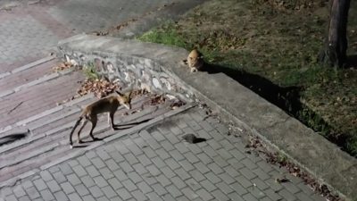Memet Can YEŞİLBAŞ/ BURSA, – BURSA’da bir parkta tilkinin, kedi