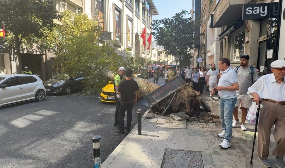 Doğan Can CESUR-Hasan YILDIRIM/İSTANBUL – ŞİŞLİ’de devrilen ağaç, park halindeki