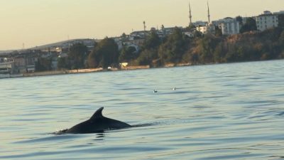 Abdullah YALÇIN/TEKİRDAĞ, – MARMARA Denizi’nde Tekirdağ açıklarında yunusların teknelere eşlik