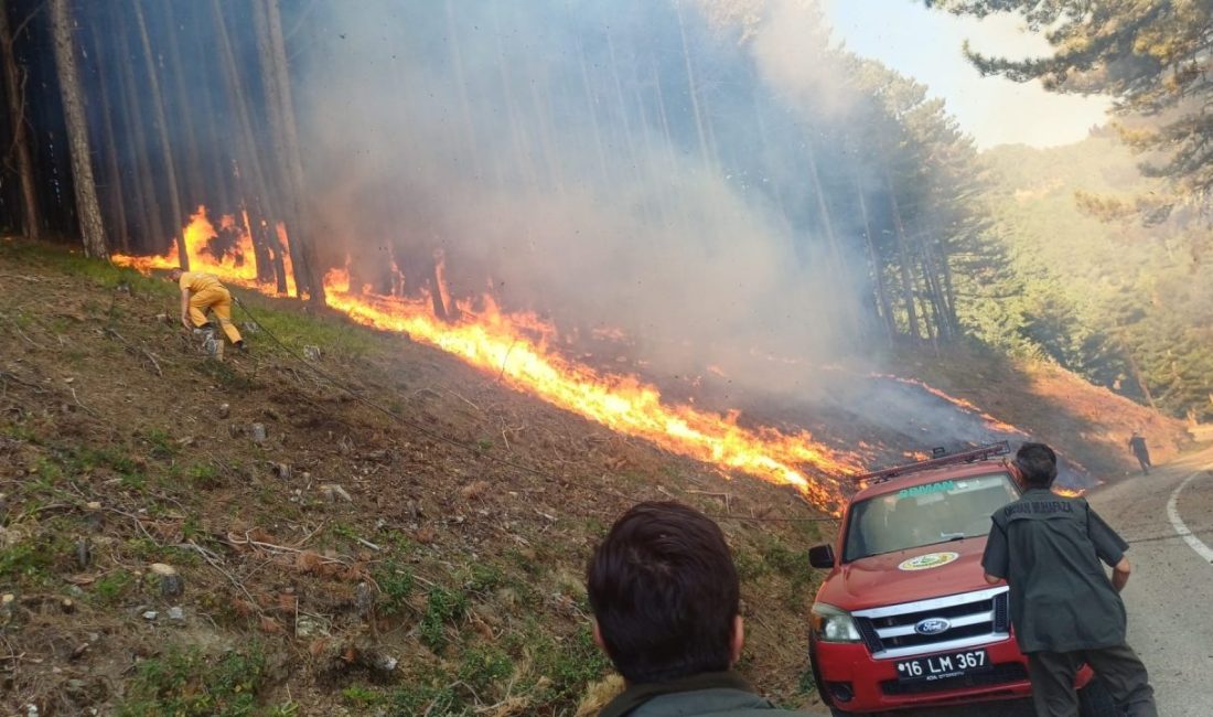 Yiğithan HÜYÜK/ BURSA, – BURSA’da, Uludağ yolu kenarında orman yangını
